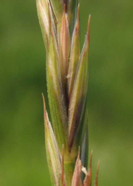 quackgrass